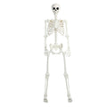 5.4Ft/165cm Life Size Skeleton with Movable Joints L7630