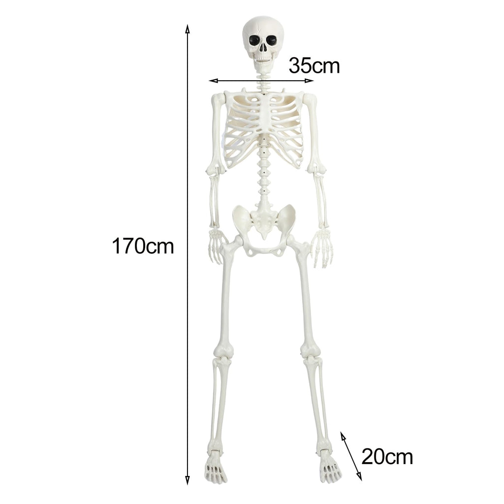 5.4Ft/165cm Life Size Skeleton with Movable Joints L7630