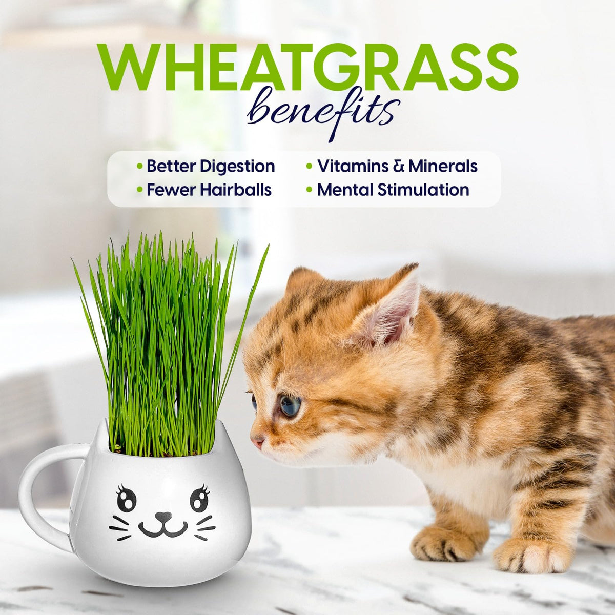 Cat Grass Growing Kit with Seeds, Soil & Ceramic Planter I2752