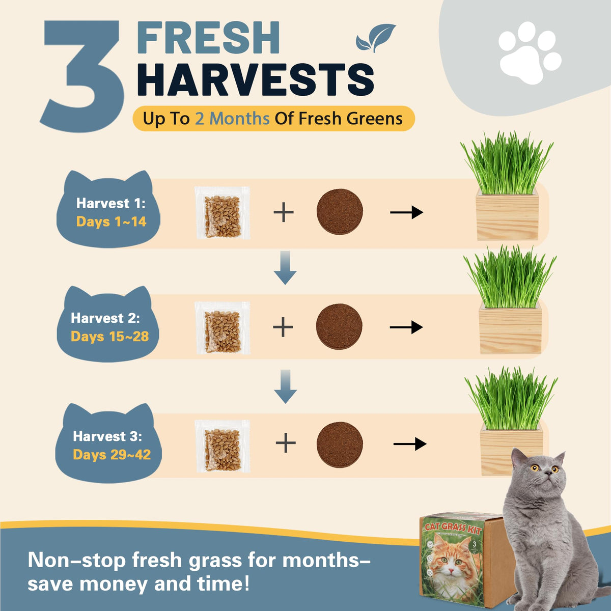 Cat Grass Growing Kit with Wooden Planter W4739