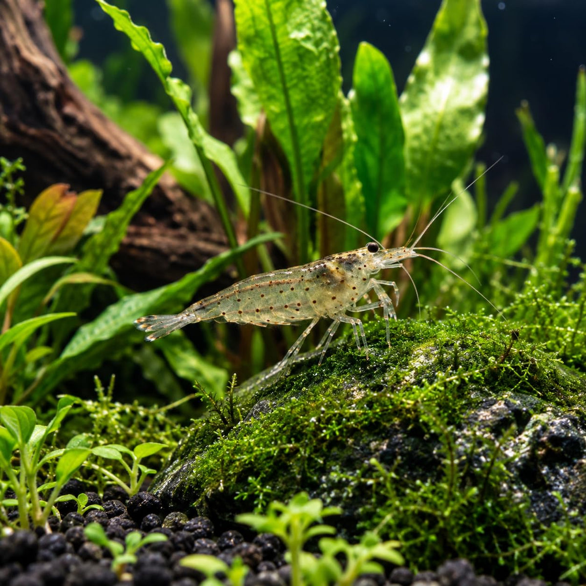 10 Freshwater Aquarium Shrimp Live O1140