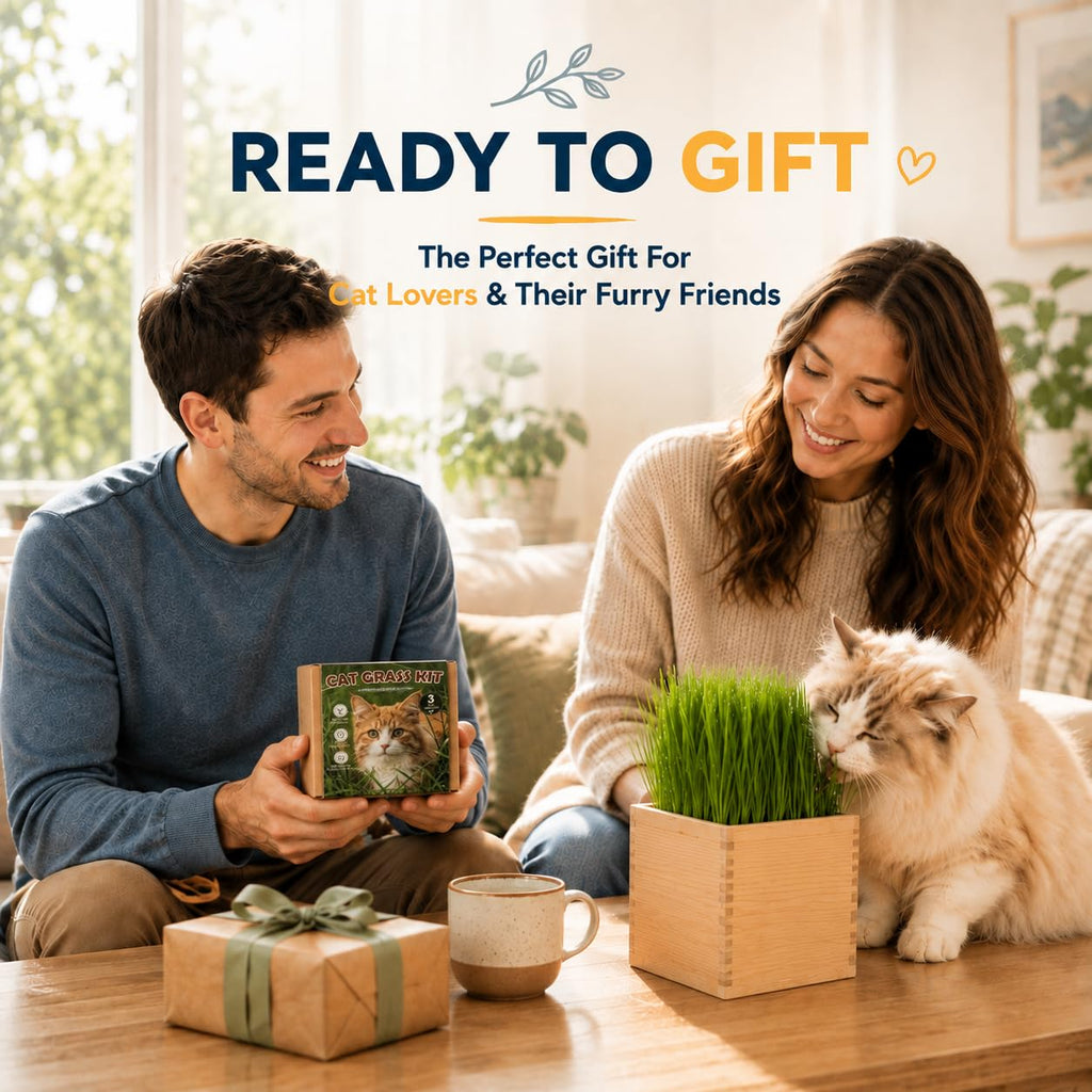 Cat Grass Growing Kit with Wooden Planter W4739