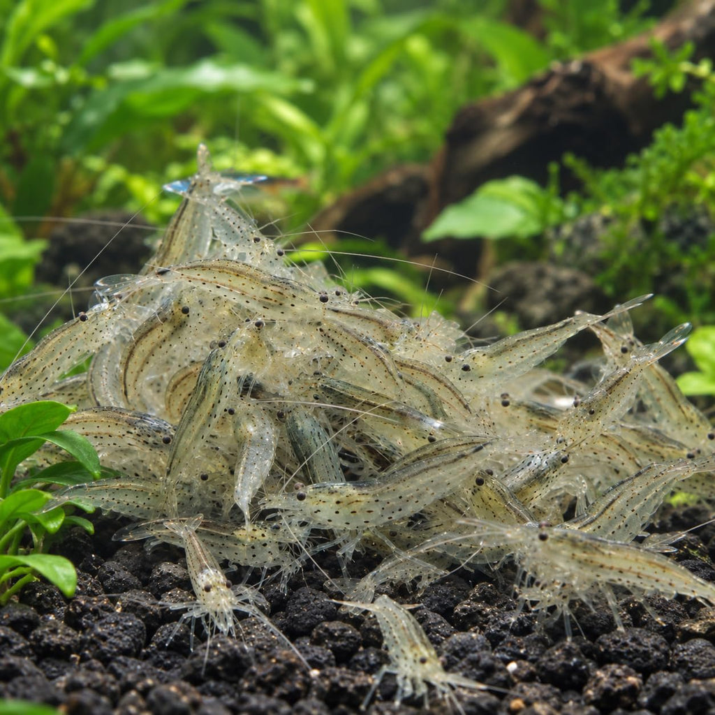 10 Freshwater Aquarium Shrimp Live O1140