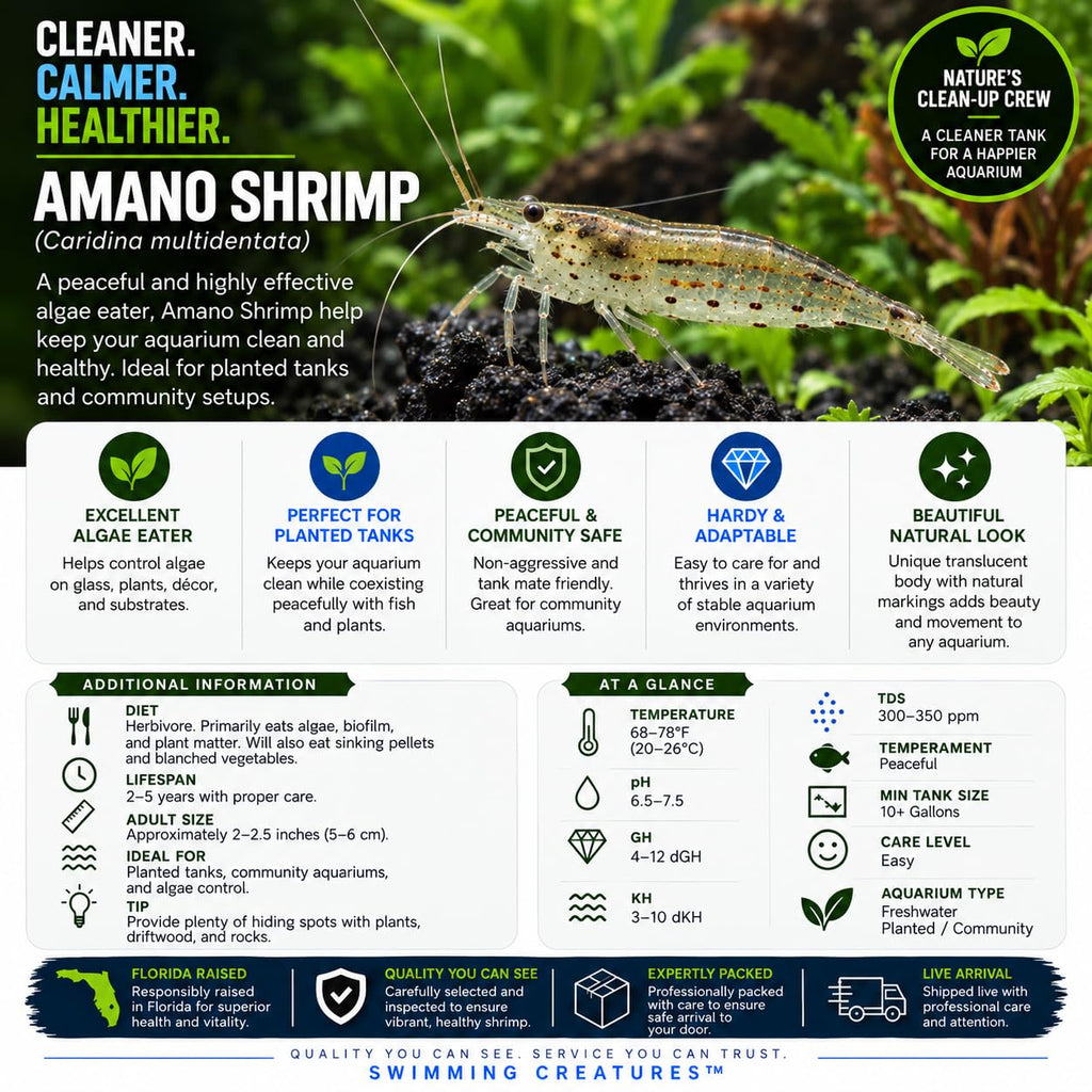 10 Freshwater Aquarium Shrimp Live O1140