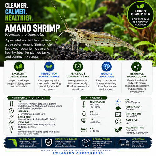 10 Freshwater Aquarium Shrimp Live O1140