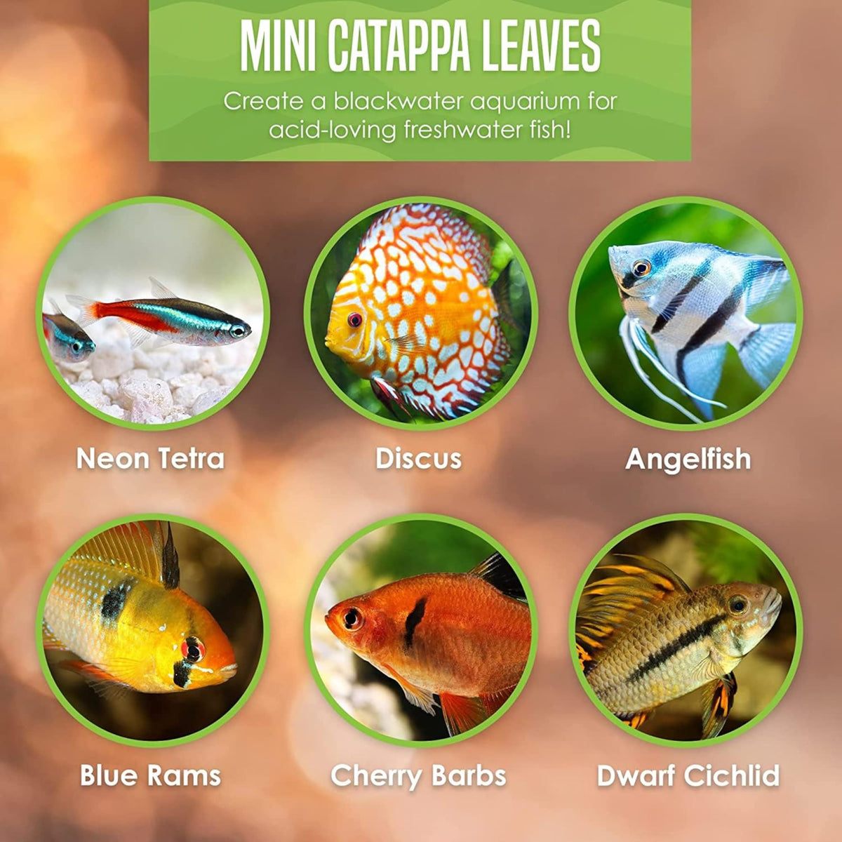 50 pcs Catappa Indian Almond Leaves X38353