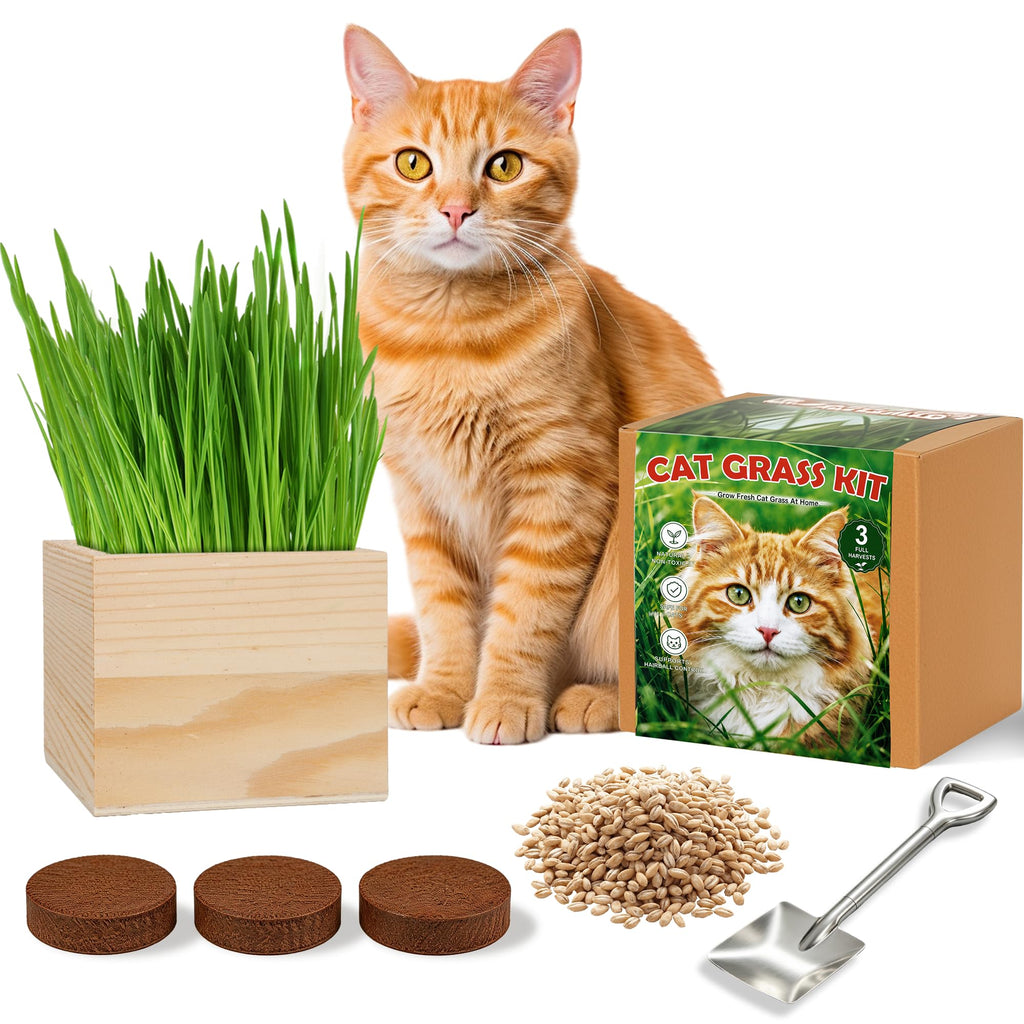Cat Grass Growing Kit with Wooden Planter W4739
