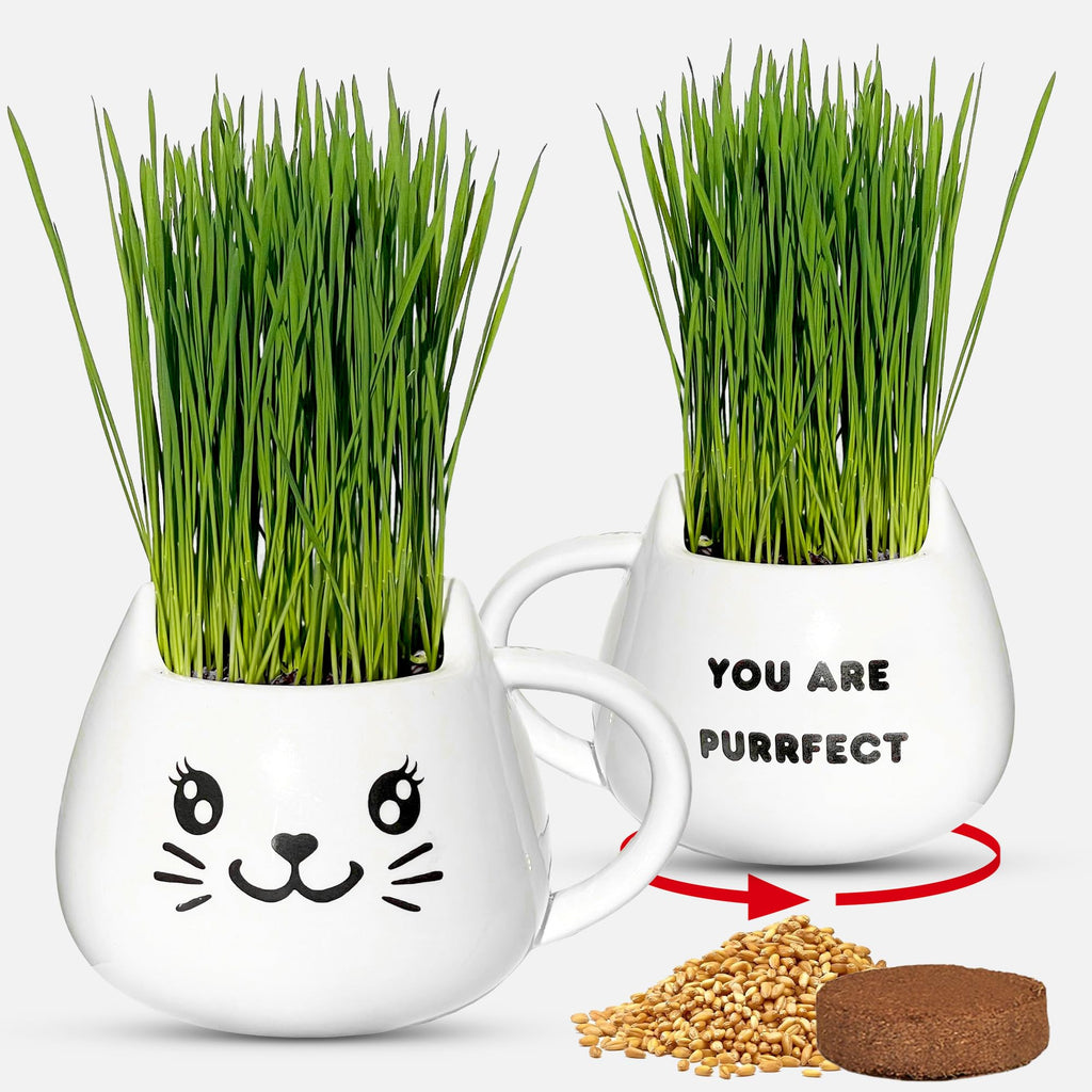 Cat Grass Growing Kit with Seeds, Soil & Ceramic Planter I2752