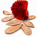 50 pcs Catappa Indian Almond Leaves X38353