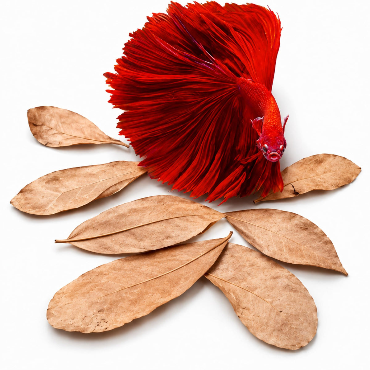 50 pcs Catappa Indian Almond Leaves X38353