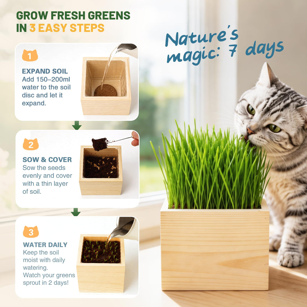 Cat Grass Growing Kit with Wooden Planter W4739